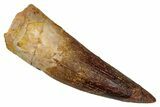Fossil Spinosaurus Tooth - Real Dinosaur Tooth #344611-1